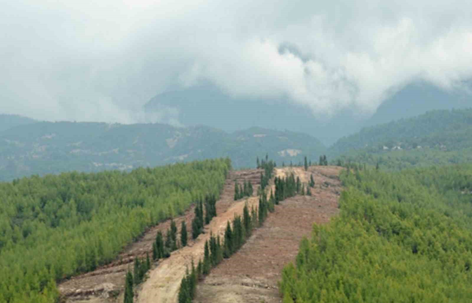 Ormanlarda yeni dönem: Daha dirençli, daha güçlü