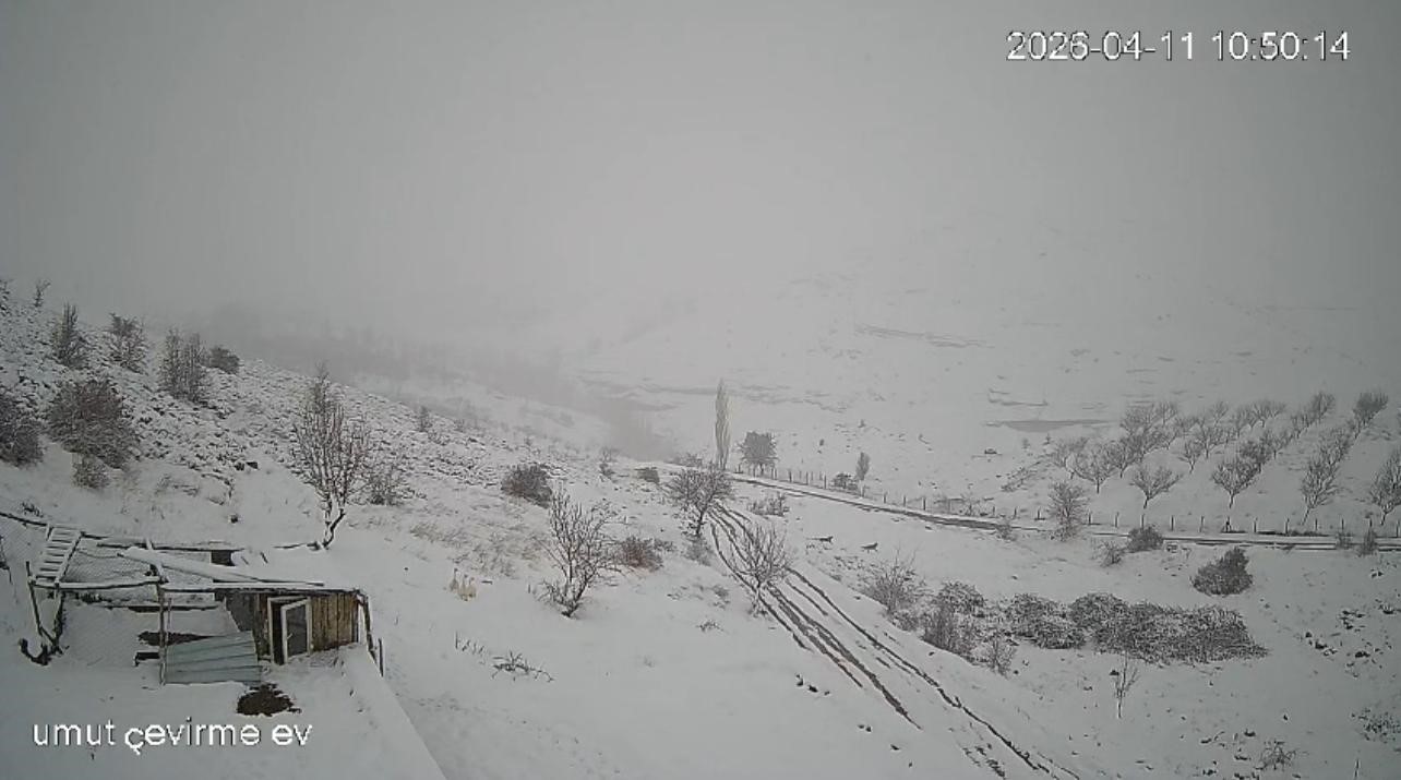 K&ouml;ye inen kurt s&uuml;r&uuml;s&uuml; kameraya yansıdı
