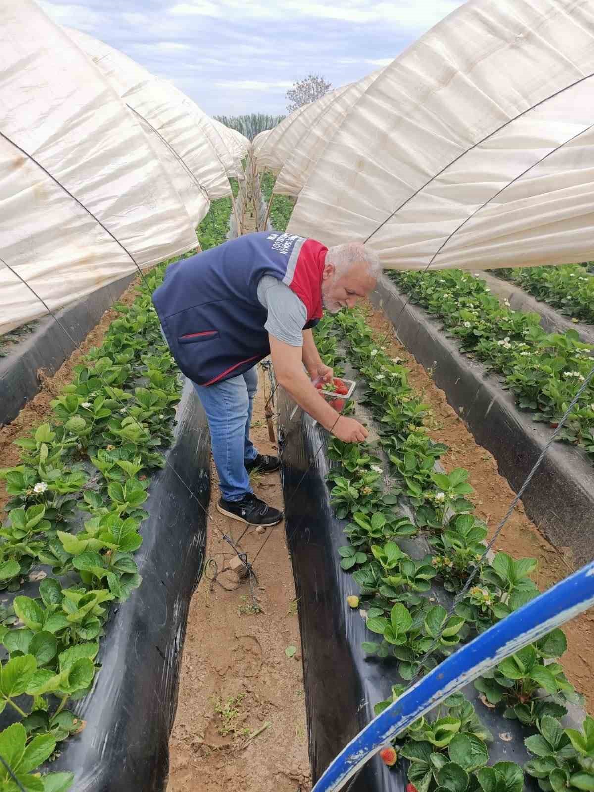 Köşk’te çilekte pestisit denetimi sürüyor