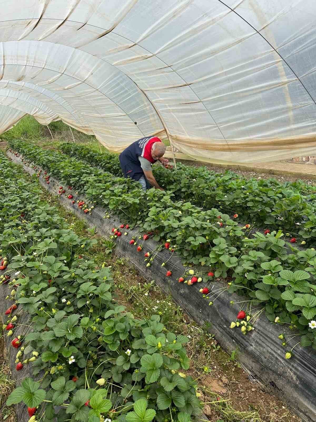 Köşk’te çilekte pestisit denetimi sürüyor