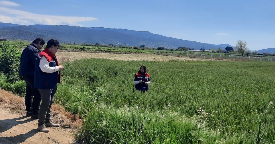 S&ouml;ke&rsquo;de hububat ekili araziler denetlendi
