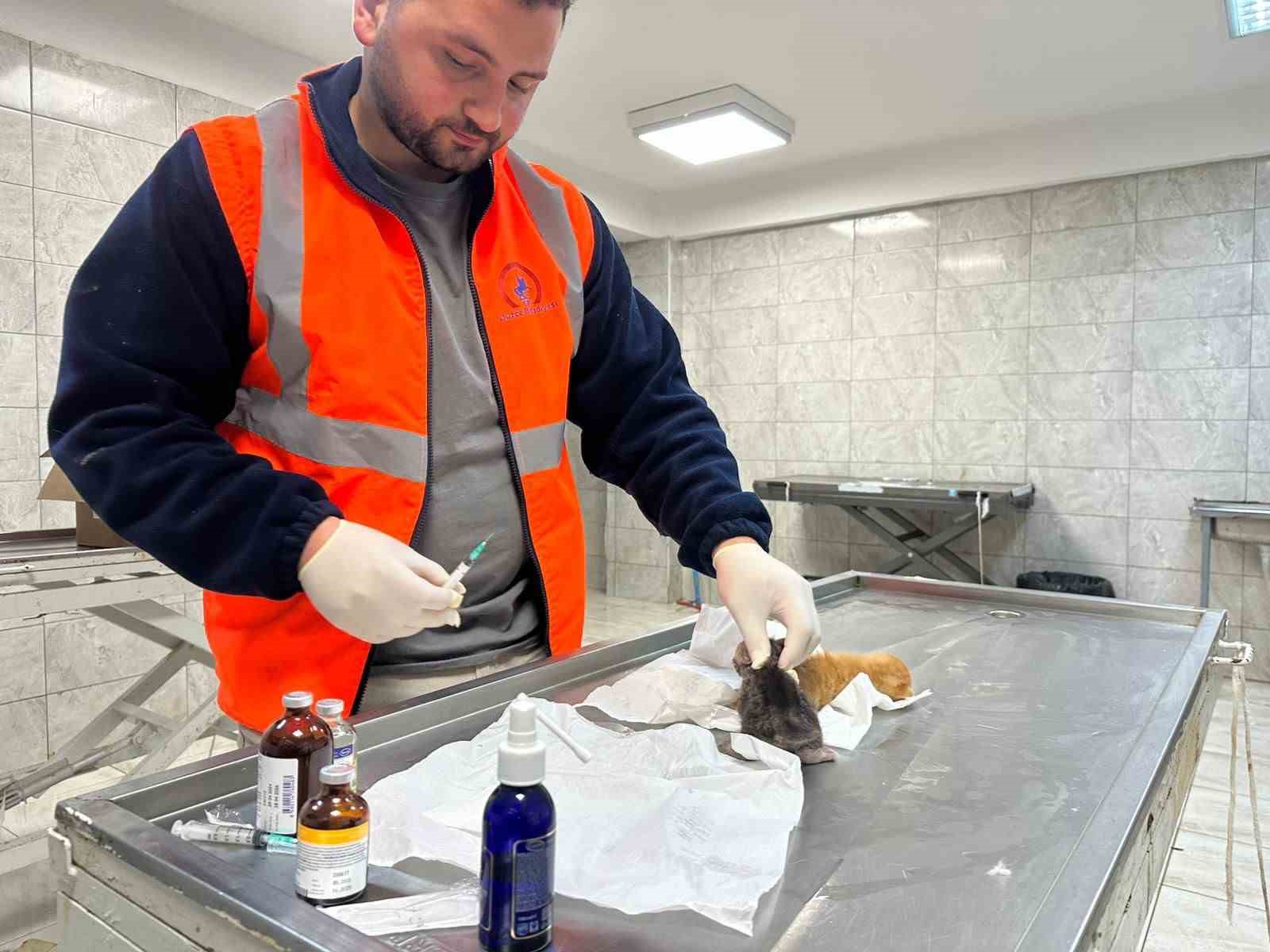 K&uuml;&ccedil;&uuml;k kızın duyarlılığı sayesinde 2 yavru kedi kurtarıldı
