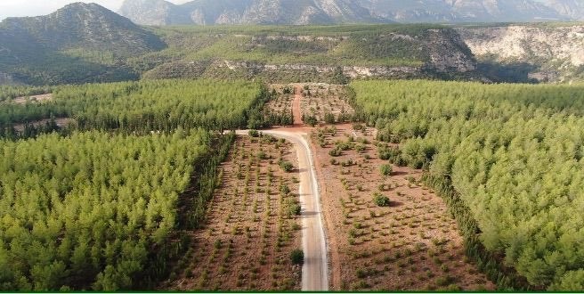 Ormanlarda yeni d&ouml;nem: Daha diren&ccedil;li, daha g&uuml;&ccedil;l&uuml;
