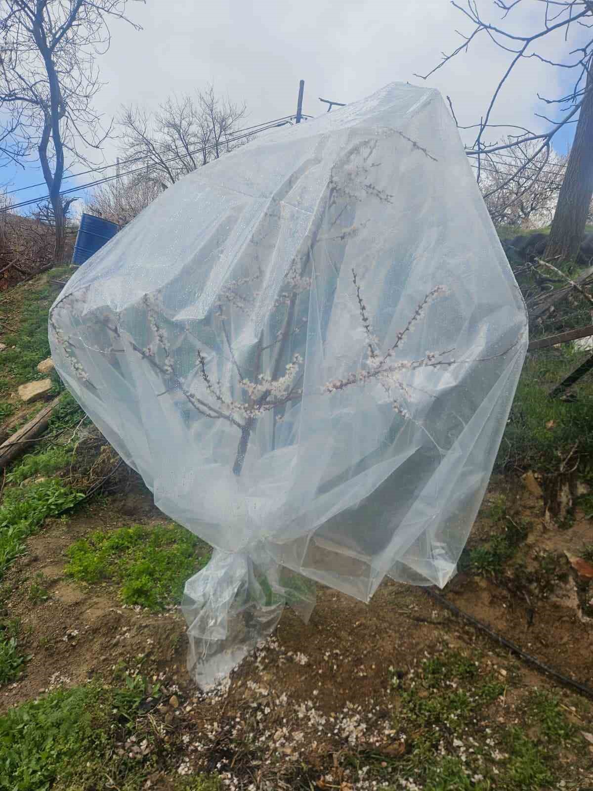 Malatya’da kayısı üreticileri zirai don için alarma geçti