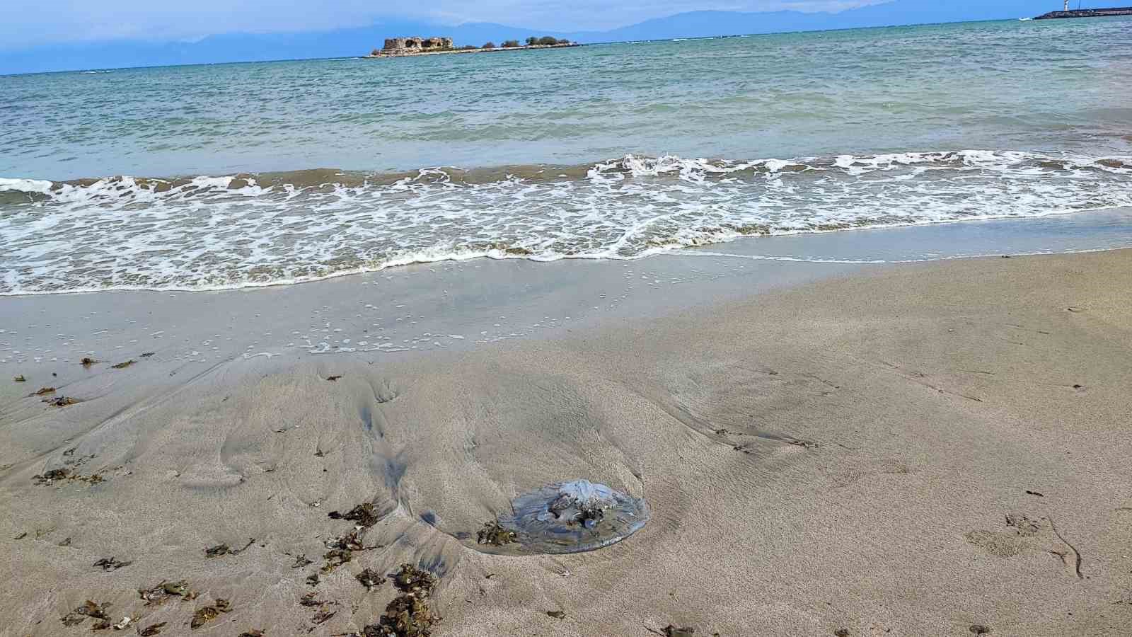 Yumurtalık sahilini denizanaları sardı