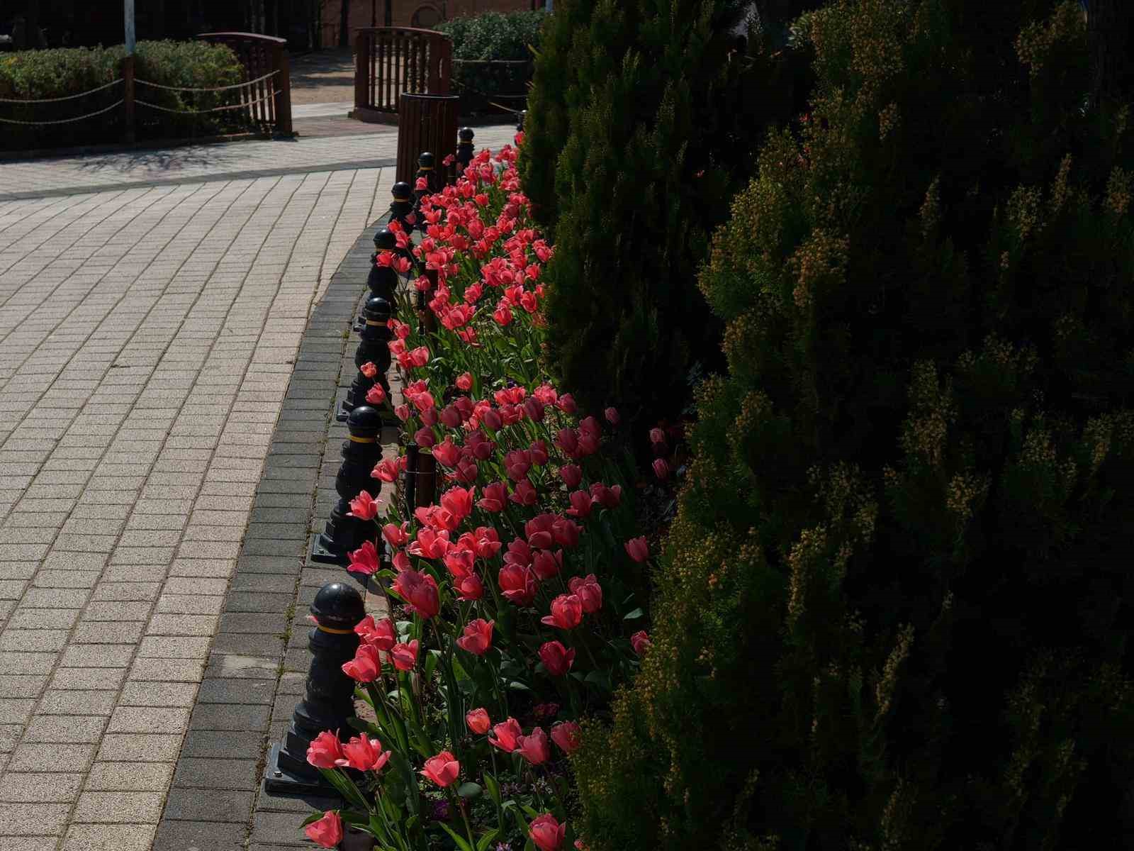 İstanbul&rsquo;da lale zamanı başladı, Pendik Korusu&rsquo;nda renk c&uuml;mb&uuml;ş&uuml; yaşandı
