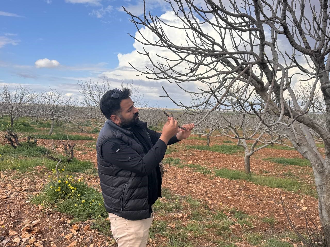 Antep fıstığının s&uuml;rg&uuml;n gelişiminde karag&ouml;z kurdu ve kabuklu bit riski
