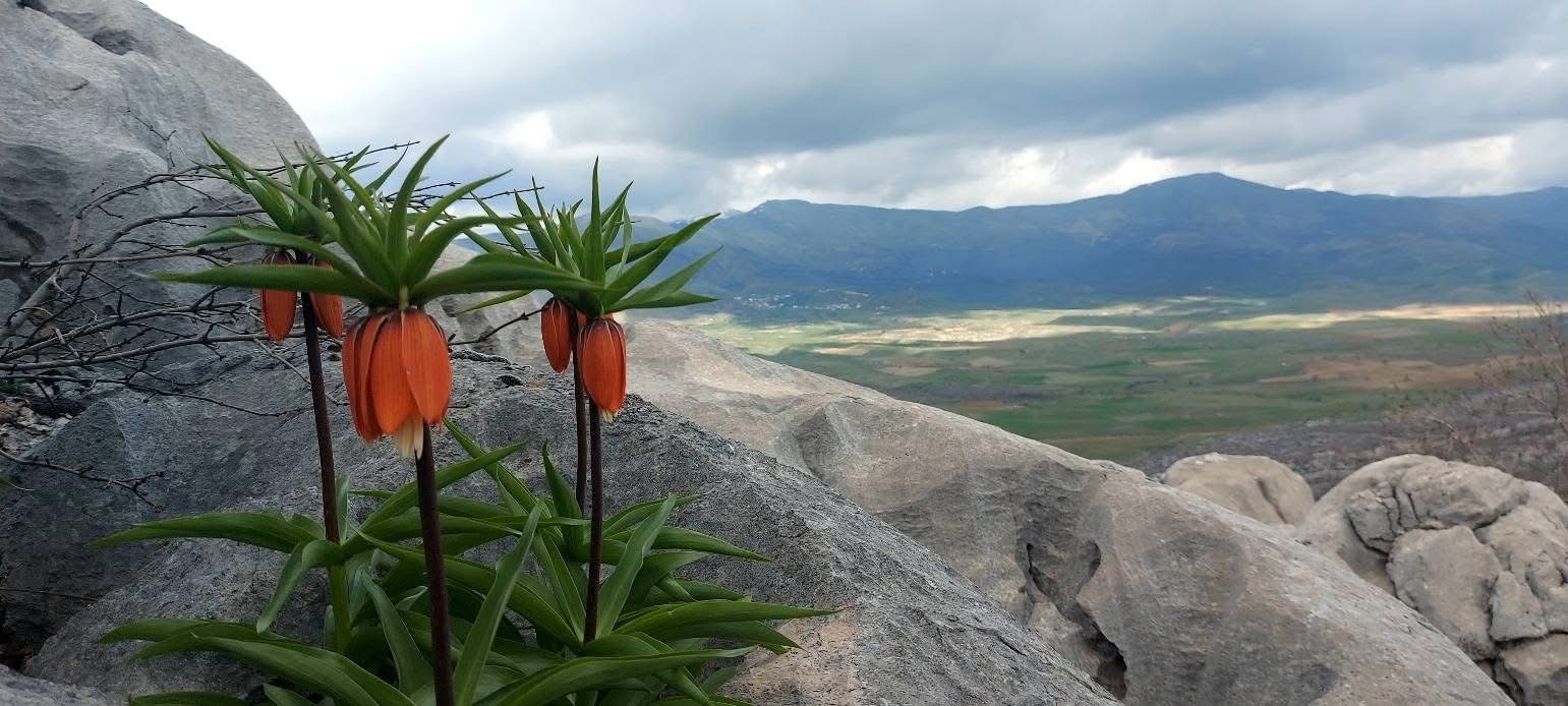 Bu çiçekleri koparmanın cezası 700 bin lirayı buluyor