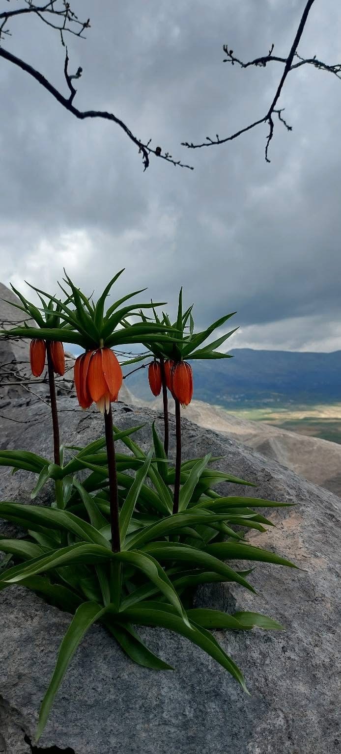 Bu &ccedil;i&ccedil;ekleri koparmanın cezası 700 bin lirayı buluyor
