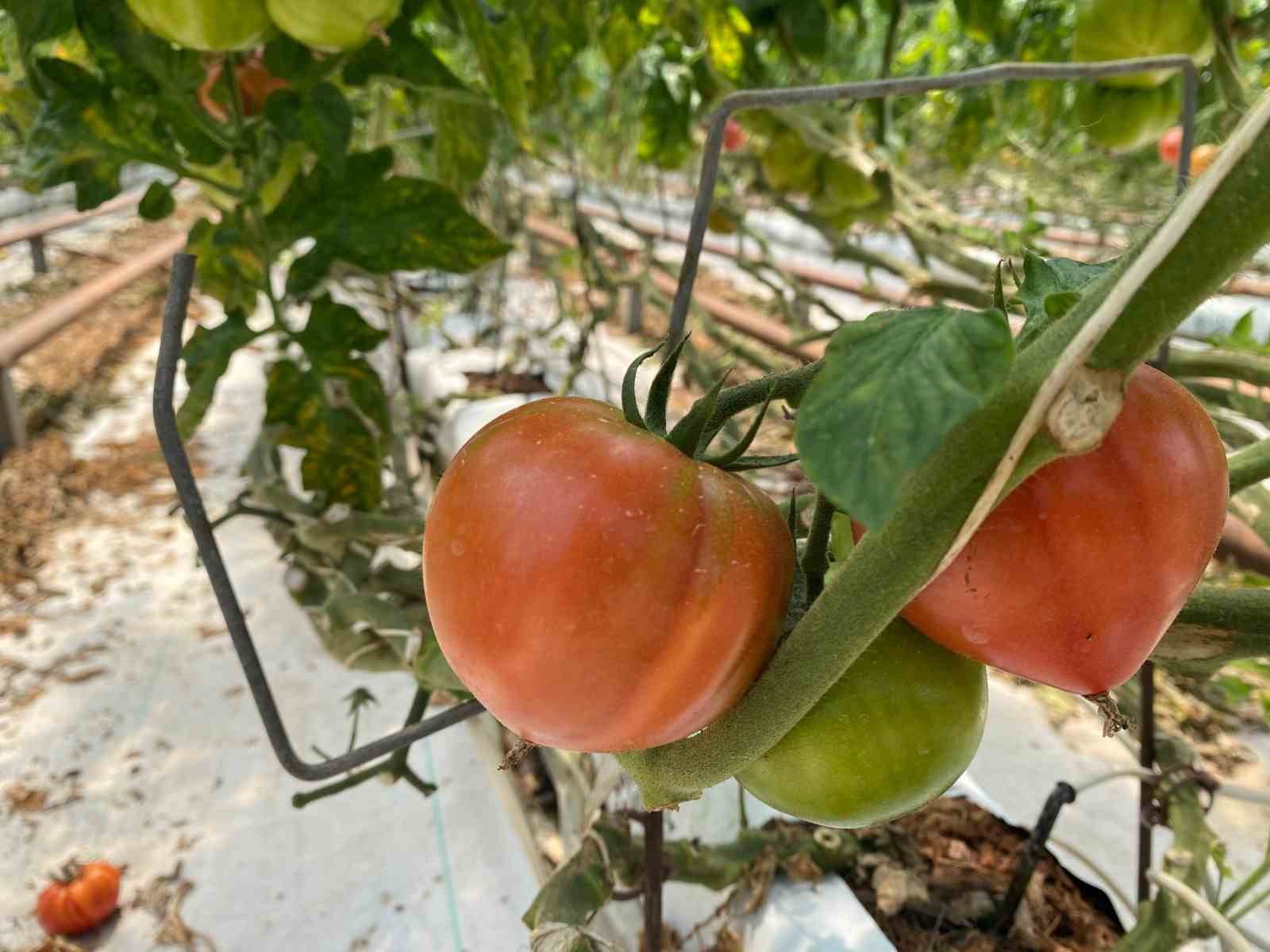 Aksu&rsquo;da &ouml;rt&uuml; altı tarımda yıllık yaklaşık 370 bin tonluk rekoltenin tamamı kadın &ccedil;ift&ccedil;ilerin emeğiyle &uuml;retiliyor
