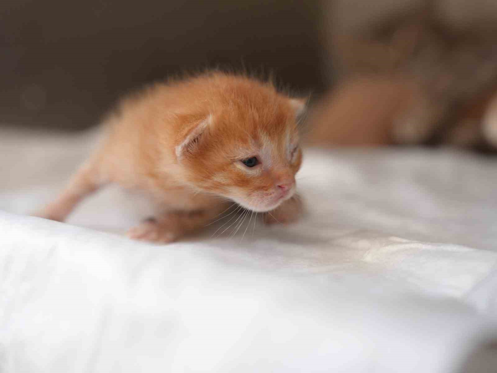Ölümden dönen yavru kedilere süt anne kucak açtı
