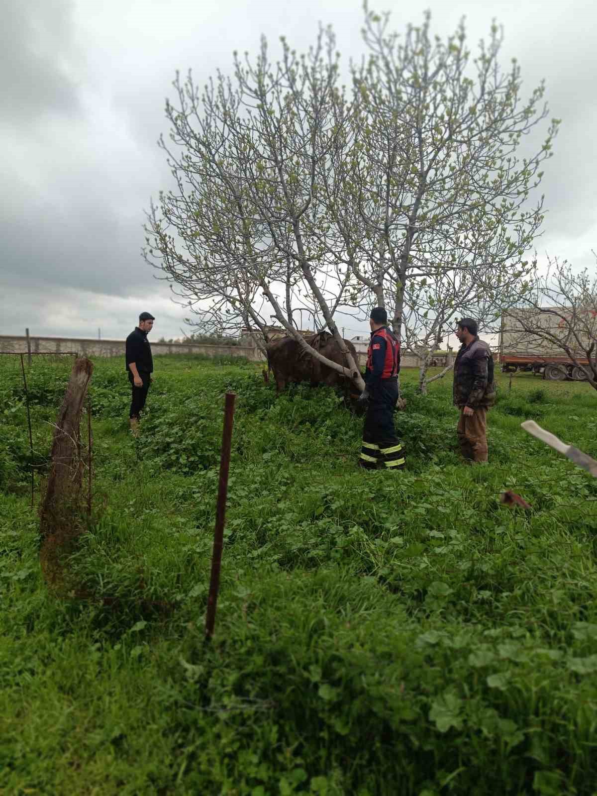 Mardin’de kuyuya düşen ineği itfaiye kurtardı