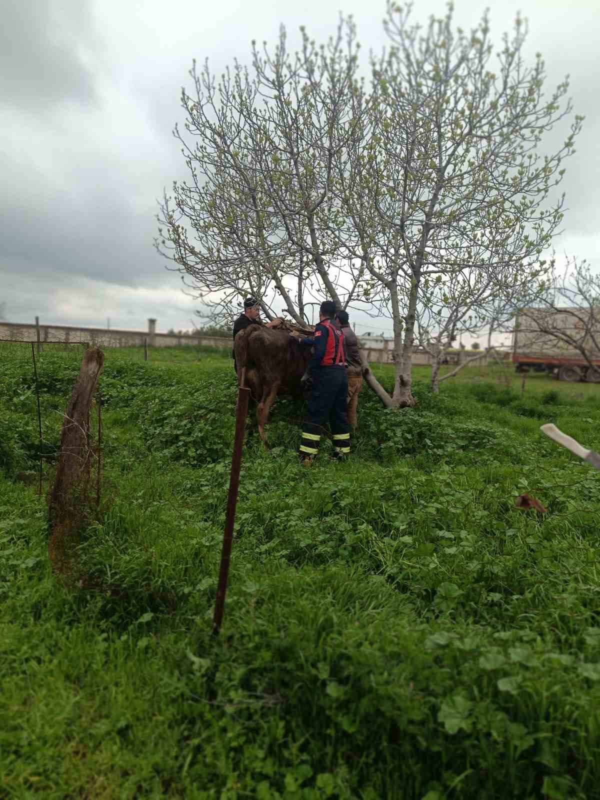 Mardin&rsquo;de kuyuya d&uuml;şen ineği itfaiye kurtardı
