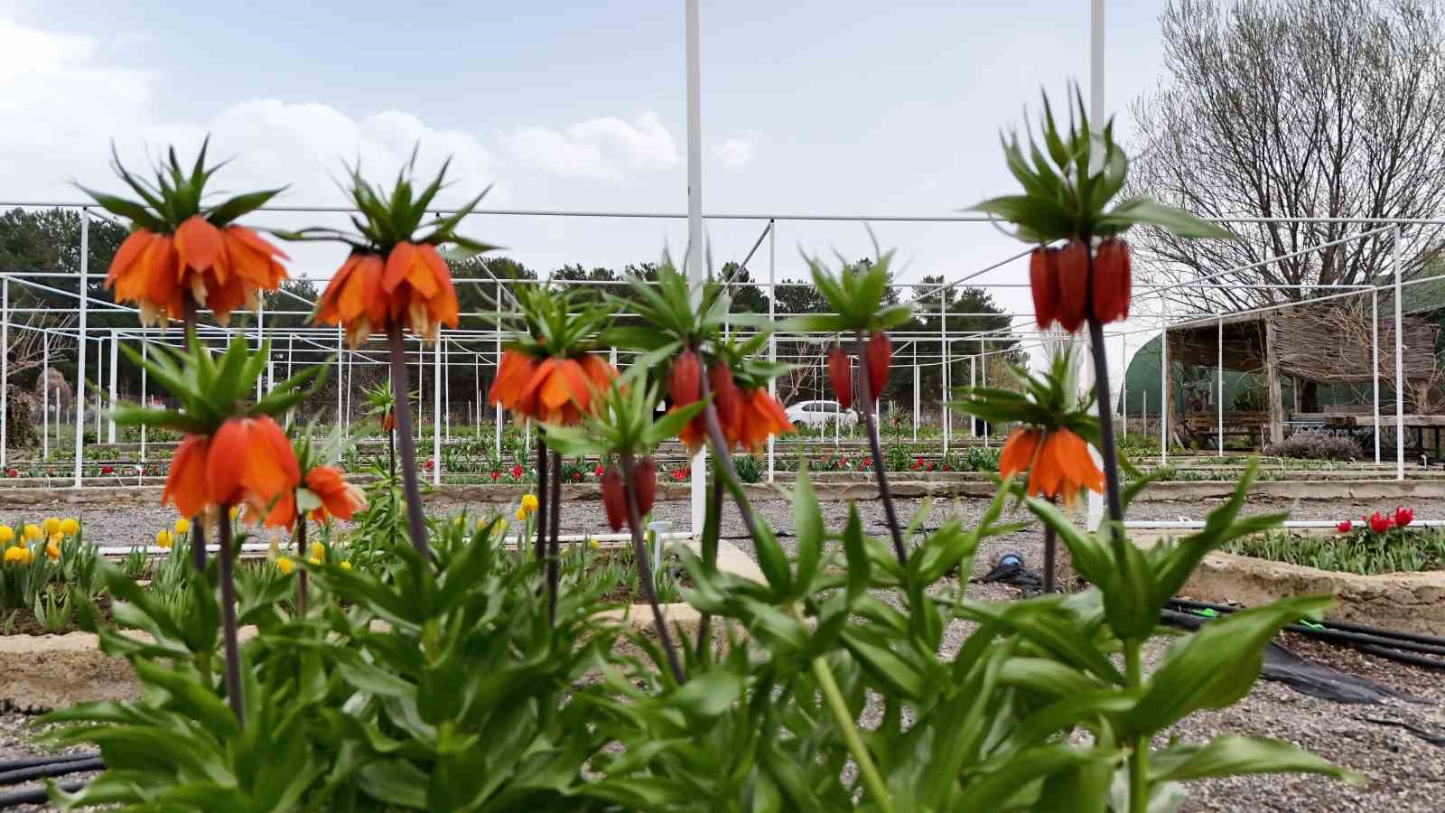 Ters laleyi koparmanın cezası 700 bin lira: Yılda sadece 20 gün yaşıyor