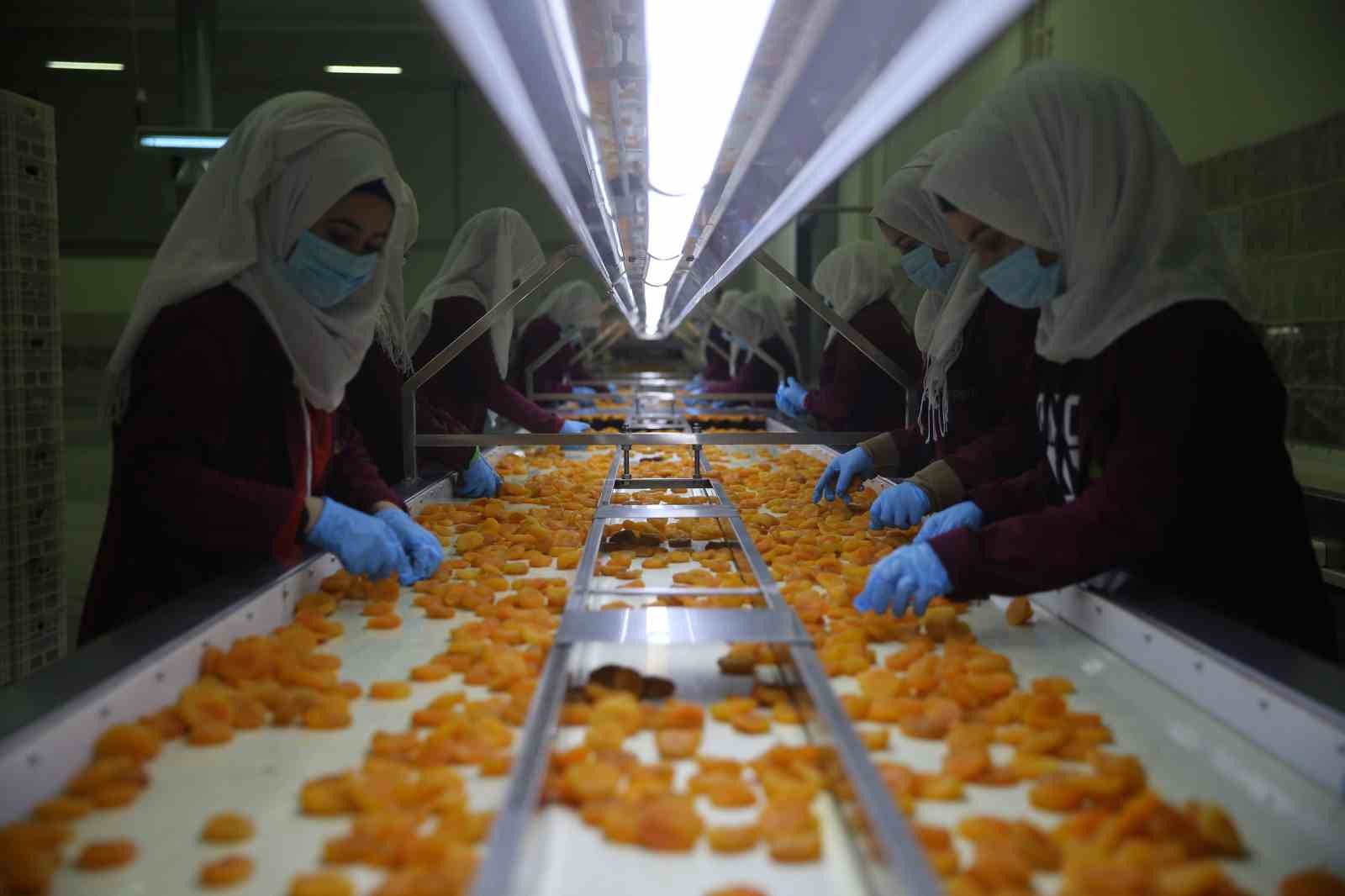 Malatya&rsquo;da kayısı ihracatı Mart ayında 20 milyon doları aştı
