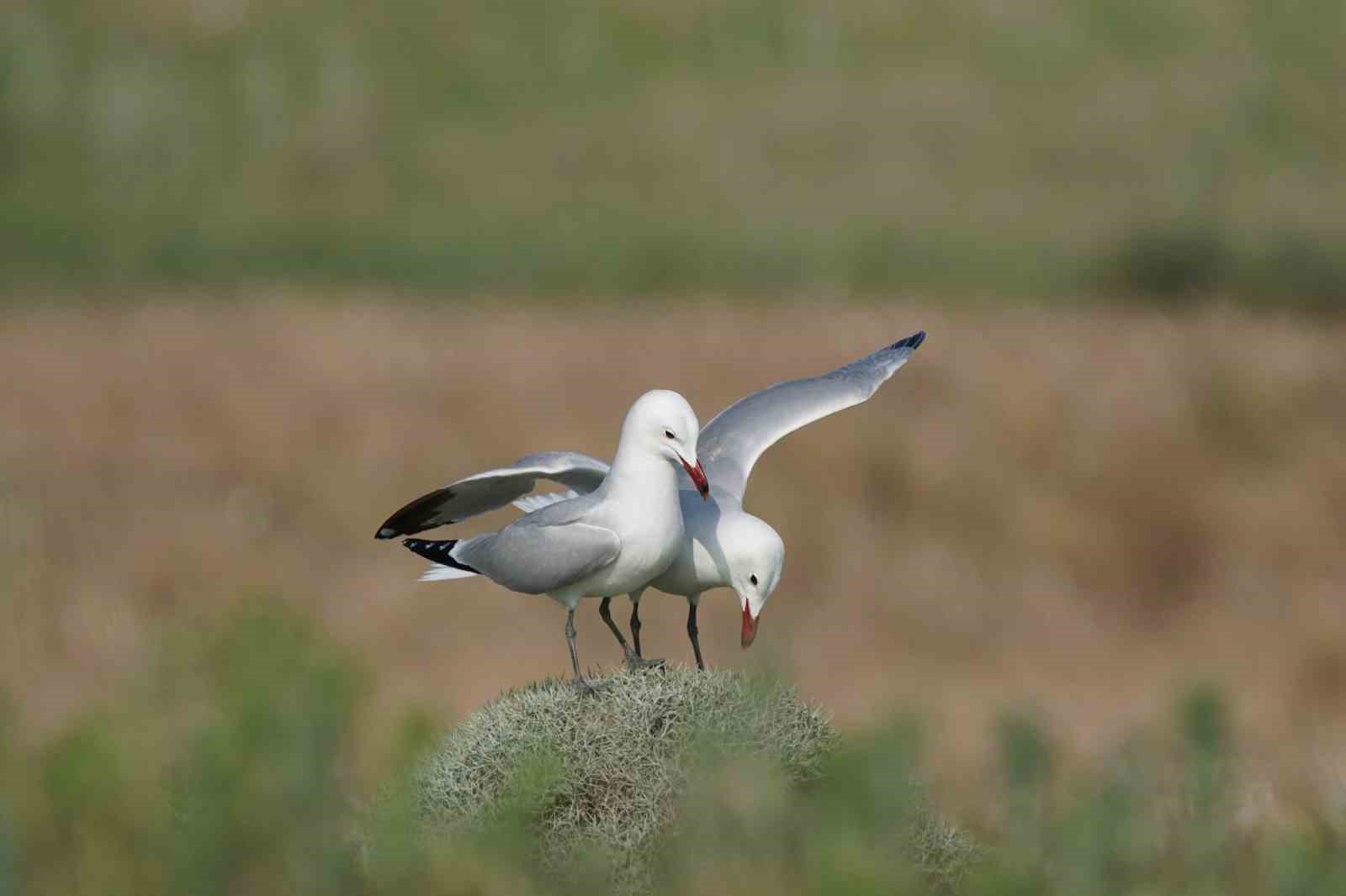 T&uuml;rkiye&rsquo;nin en b&uuml;y&uuml;k adası G&ouml;k&ccedil;eada&rsquo;da en b&uuml;y&uuml;k ada martısı kolonisi
