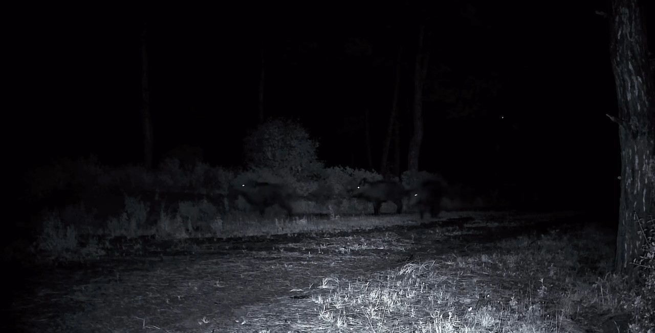 Domuz s&uuml;r&uuml;s&uuml; fotokapana yakalandı
