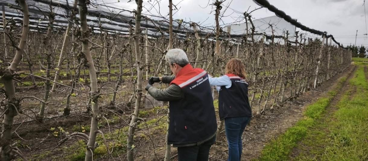 &Ccedil;orlu&rsquo;da kahverengi kokarcaya karşı tuzaklı m&uuml;cadele başlatıldı
