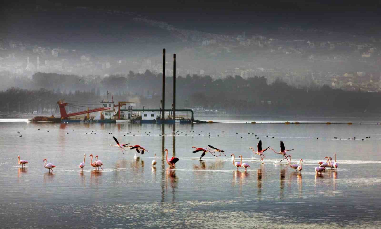 İzmit Körfezi’nden 1,8 milyon metreküp çamur çıkarıldı, deniz canlıları geri döndü