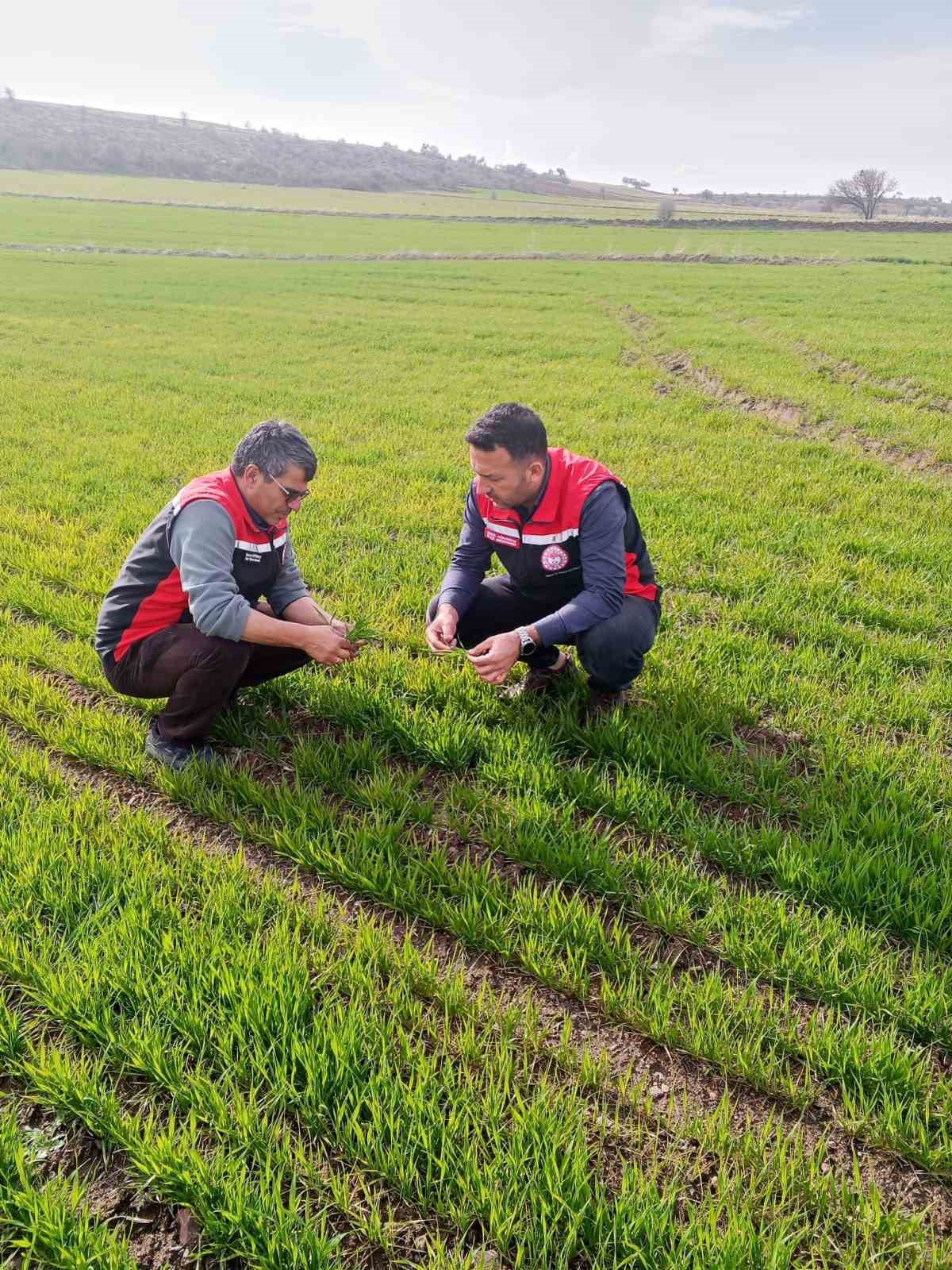 Tomarza’da zirai don uyarısı sonrası saha kontrolleri devam ediyor