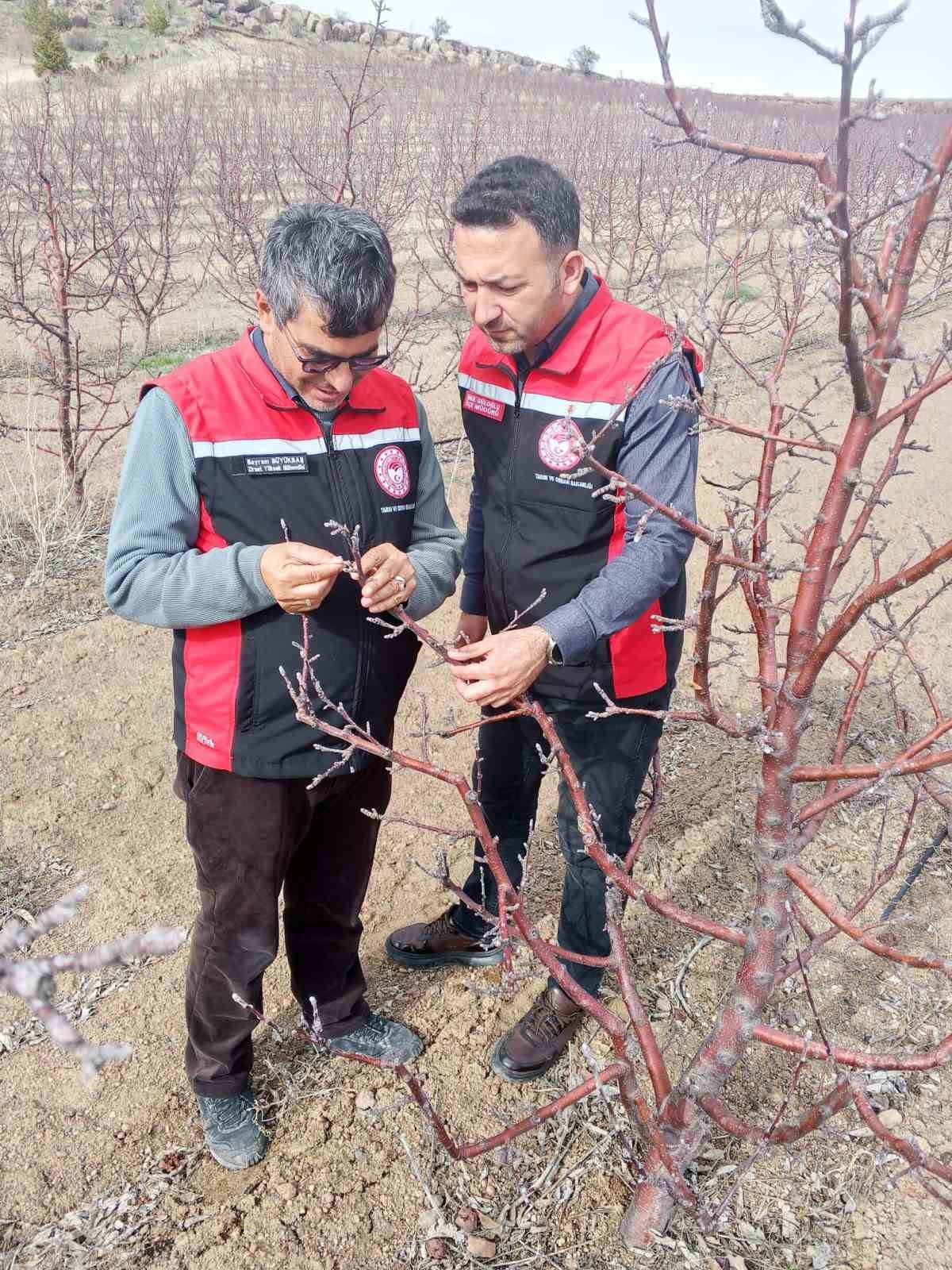 Tomarza’da zirai don uyarısı sonrası saha kontrolleri devam ediyor