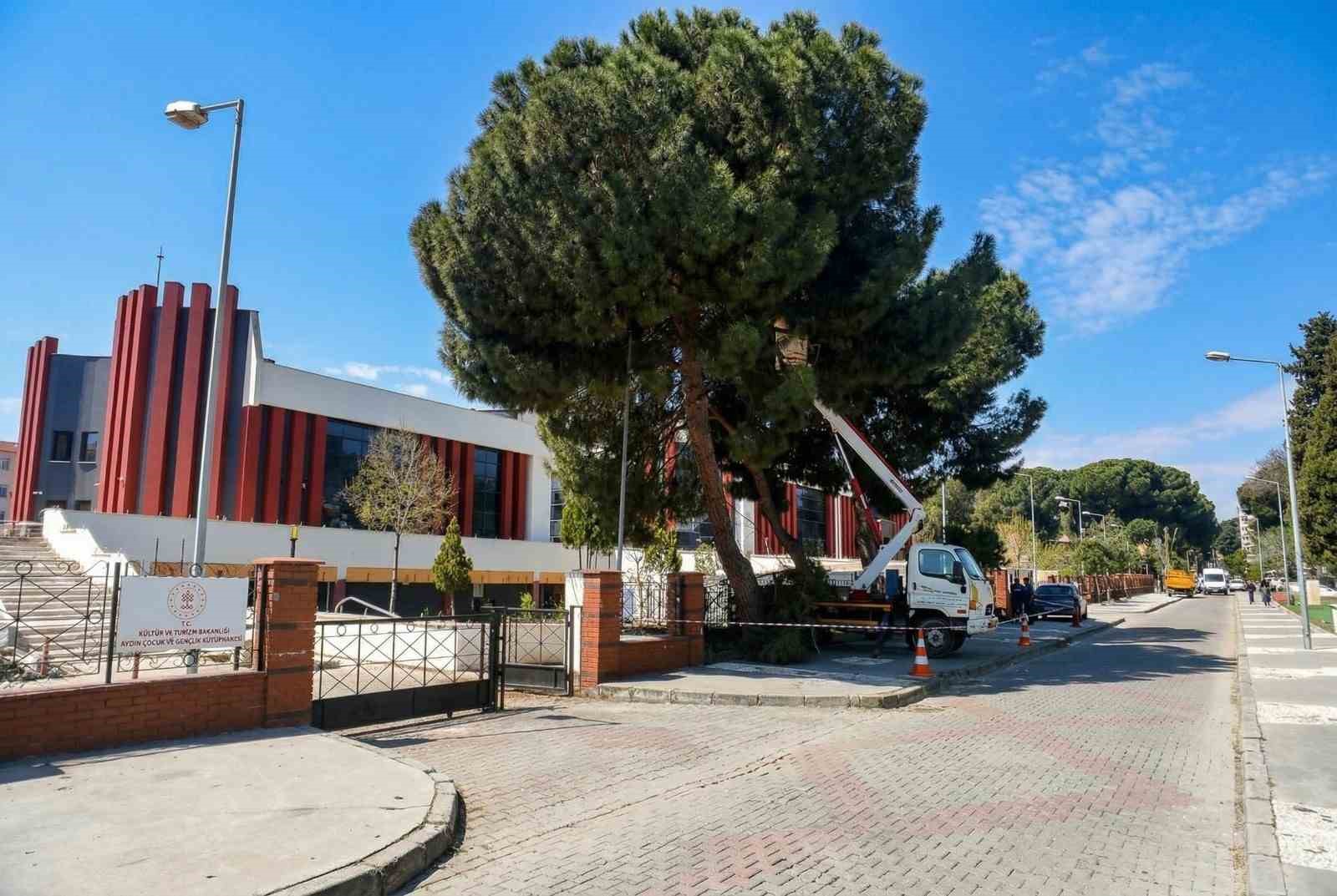 Efeler&rsquo;de y&uuml;ksek &ccedil;am ağa&ccedil;ları bakıma alındı
