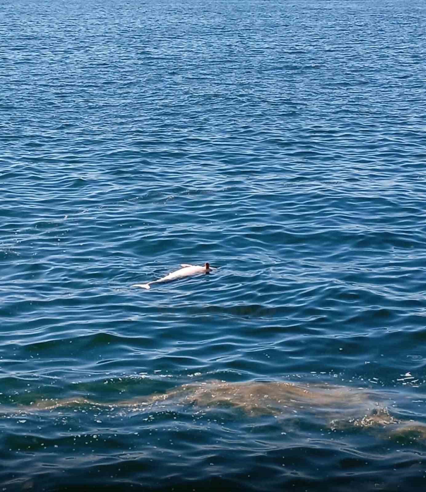 Karadeniz Ereğli’de sahilde ölü yunus bulundu