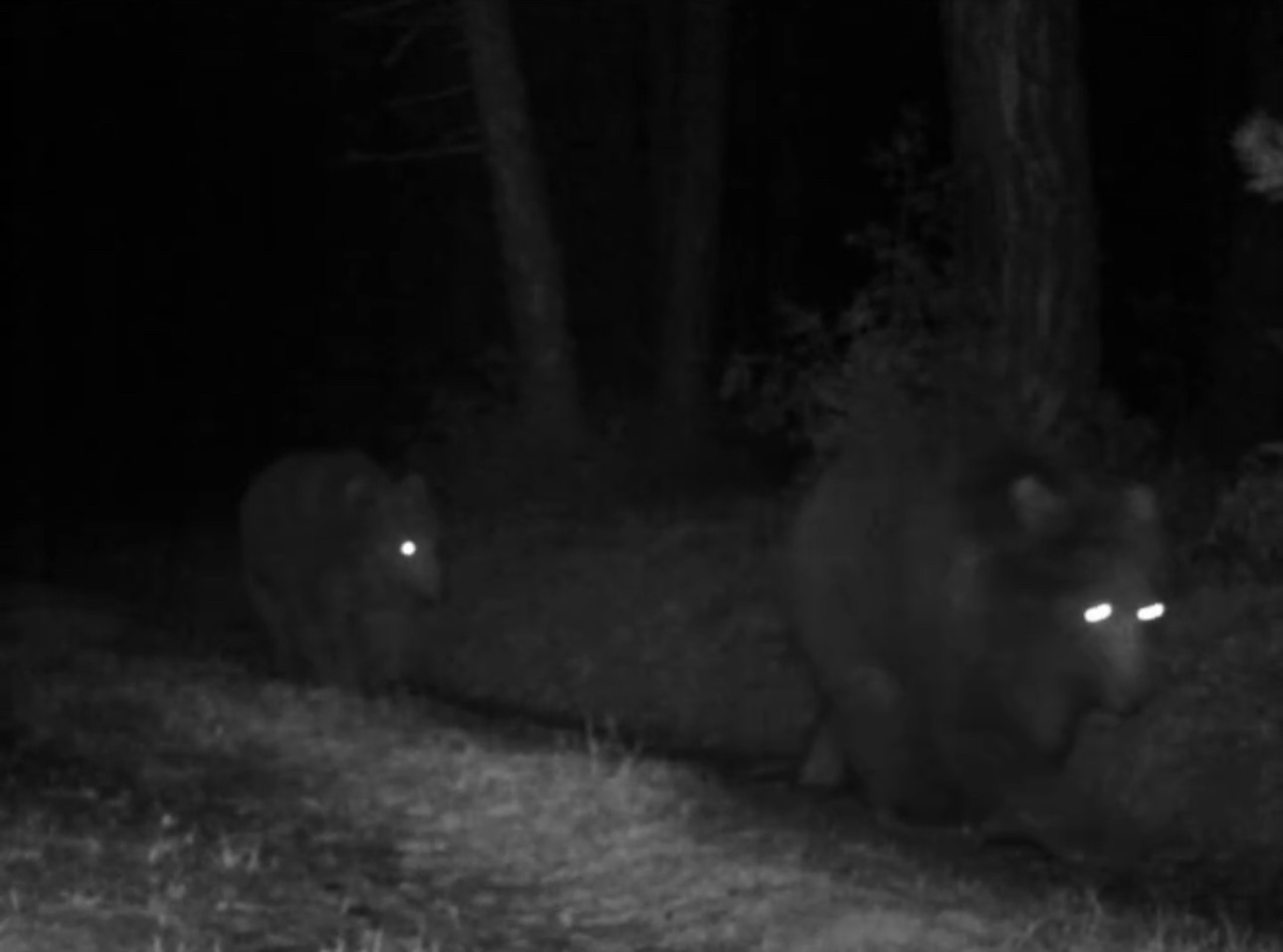 Karab&uuml;k&rsquo;te boz ayılar fotokapanla g&ouml;r&uuml;nt&uuml;lendi
