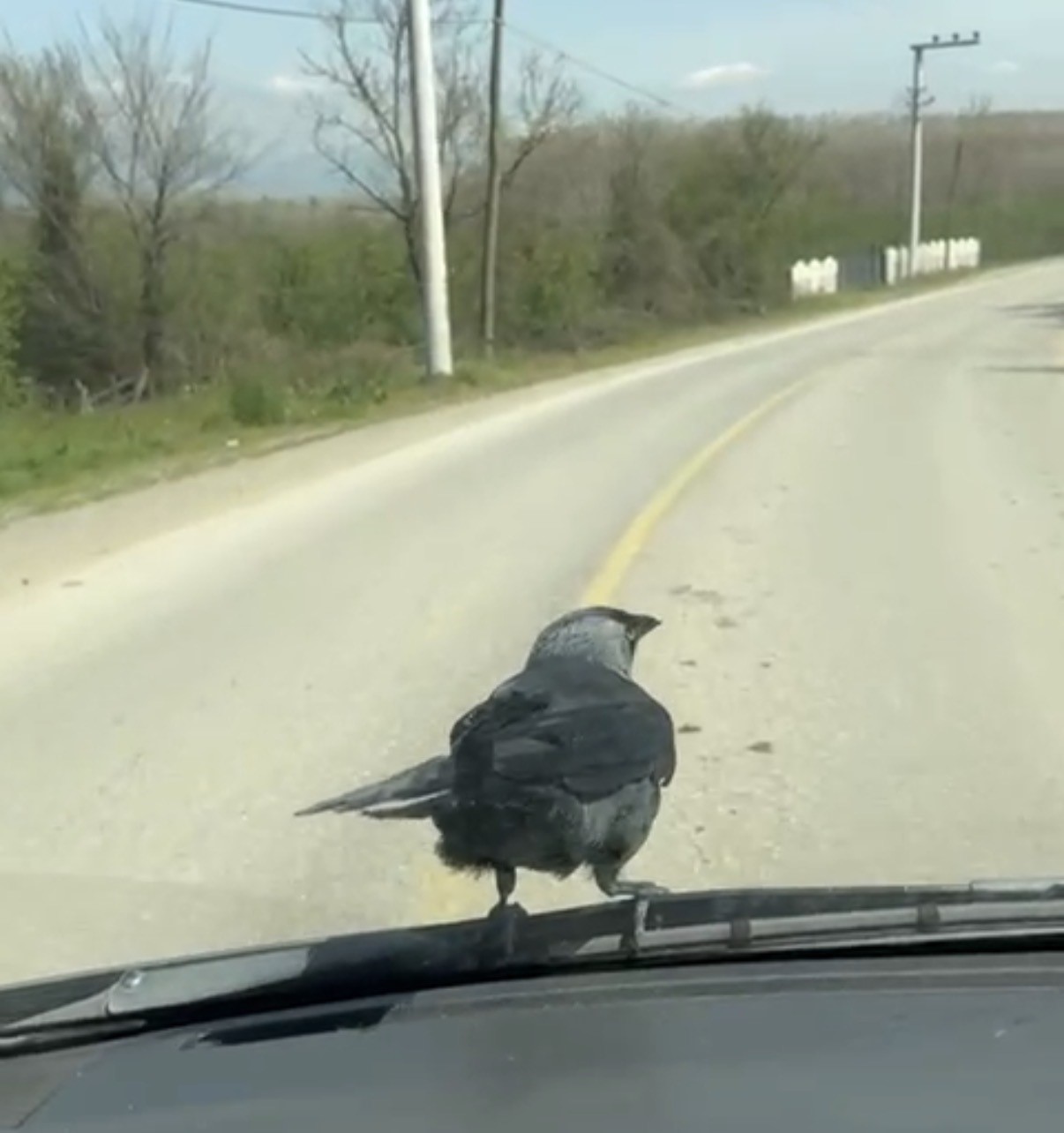 Karga &ouml;nce sileceğe, sonra s&uuml;r&uuml;c&uuml;n&uuml;n omzuna kondu
