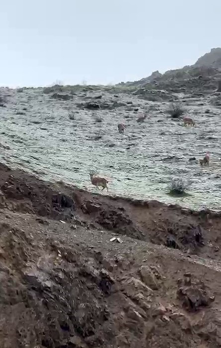 Hakkari yolunda dağ ke&ccedil;ileri g&ouml;r&uuml;nt&uuml;lendi

