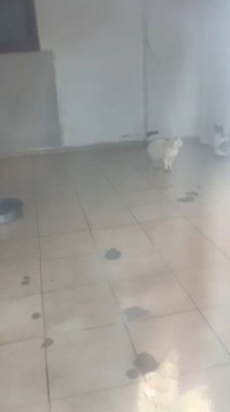 K&ouml;t&uuml; şartlarda evde tutulan hayvanlar, gen&ccedil;lerin tepkisi sonrası kurtarıldı
