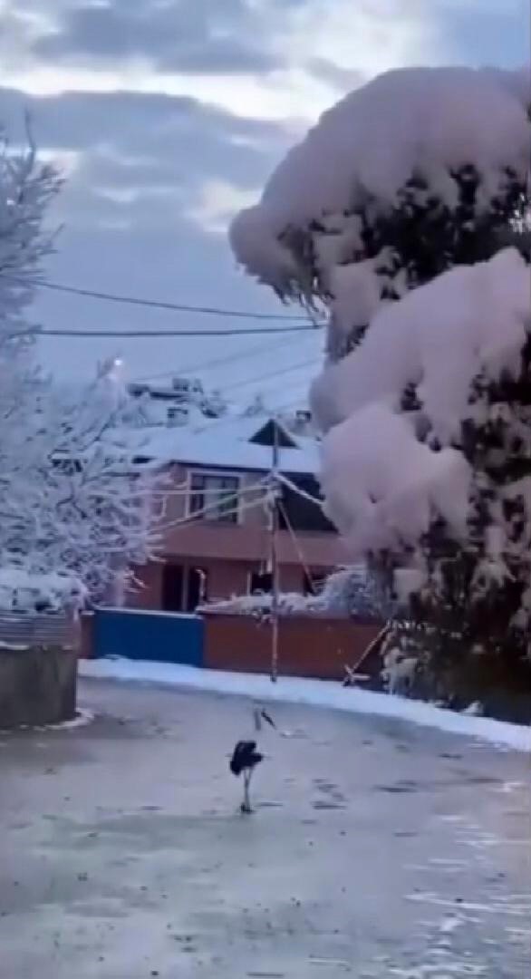 Erken g&ouml;&ccedil;en leyleklere kar s&uuml;rprizi
