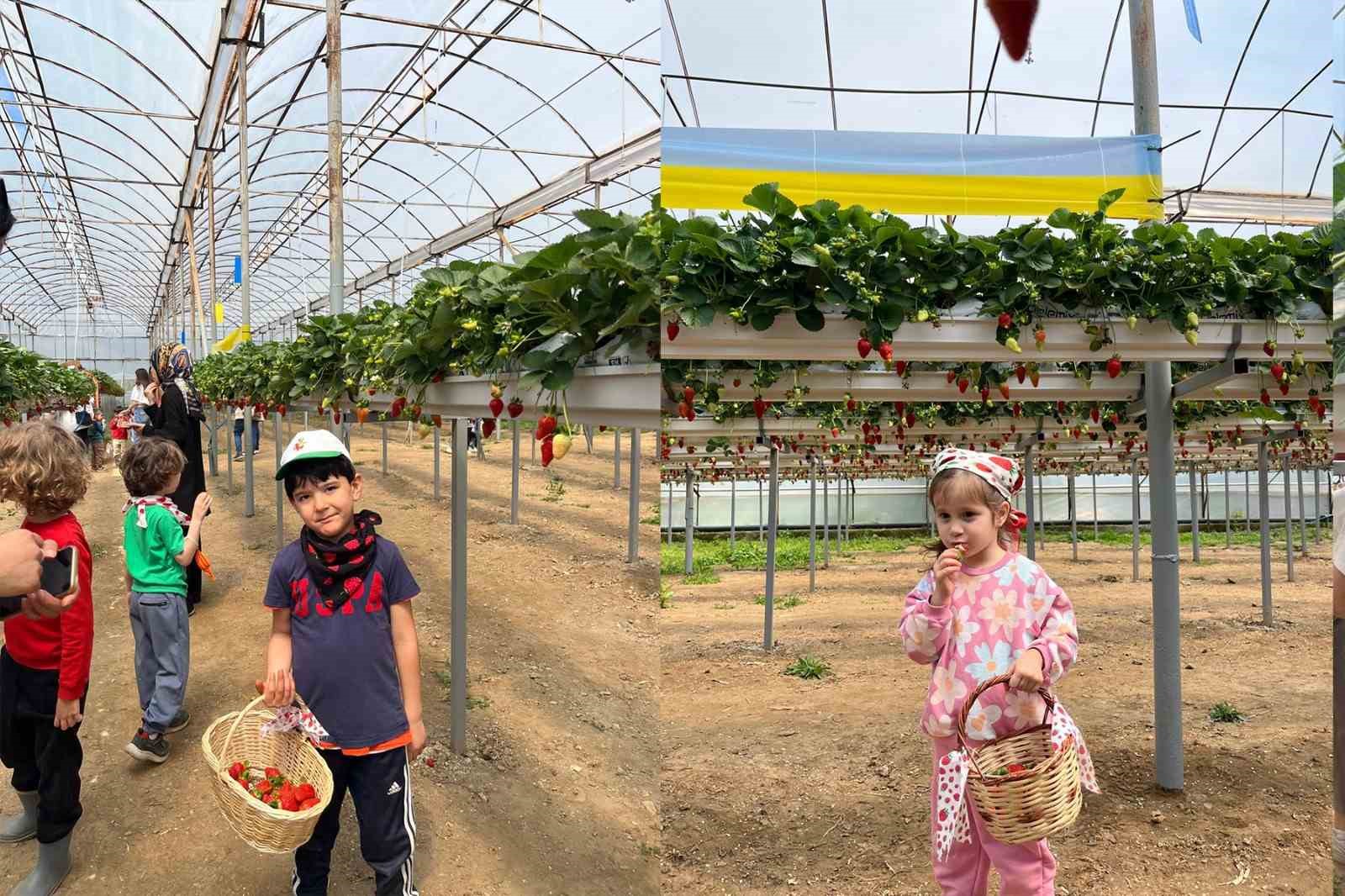 ALK&Uuml;&rsquo;l&uuml; minikler fidan dikip &ccedil;ilek topladı
