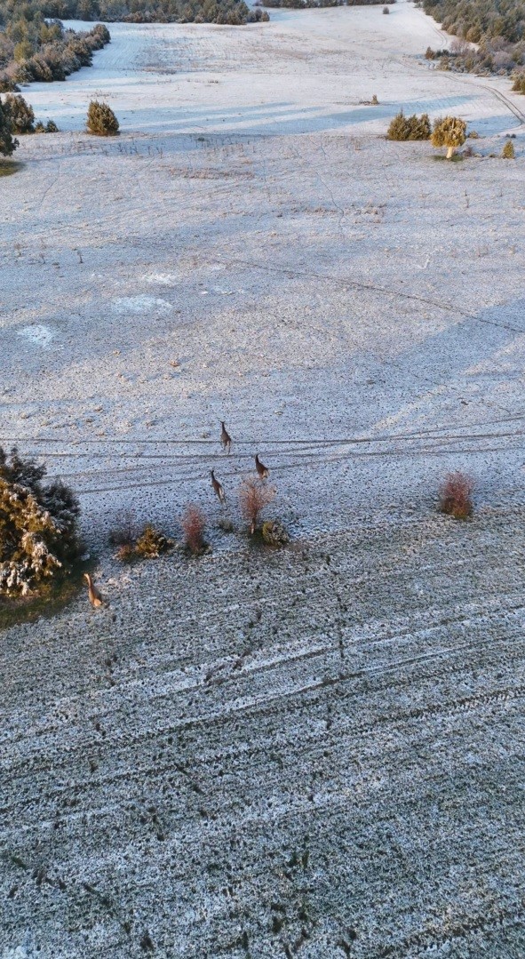 Karla kaplı dağlarda koşuşturan geyikler dronla b&ouml;yle kaydedildi
