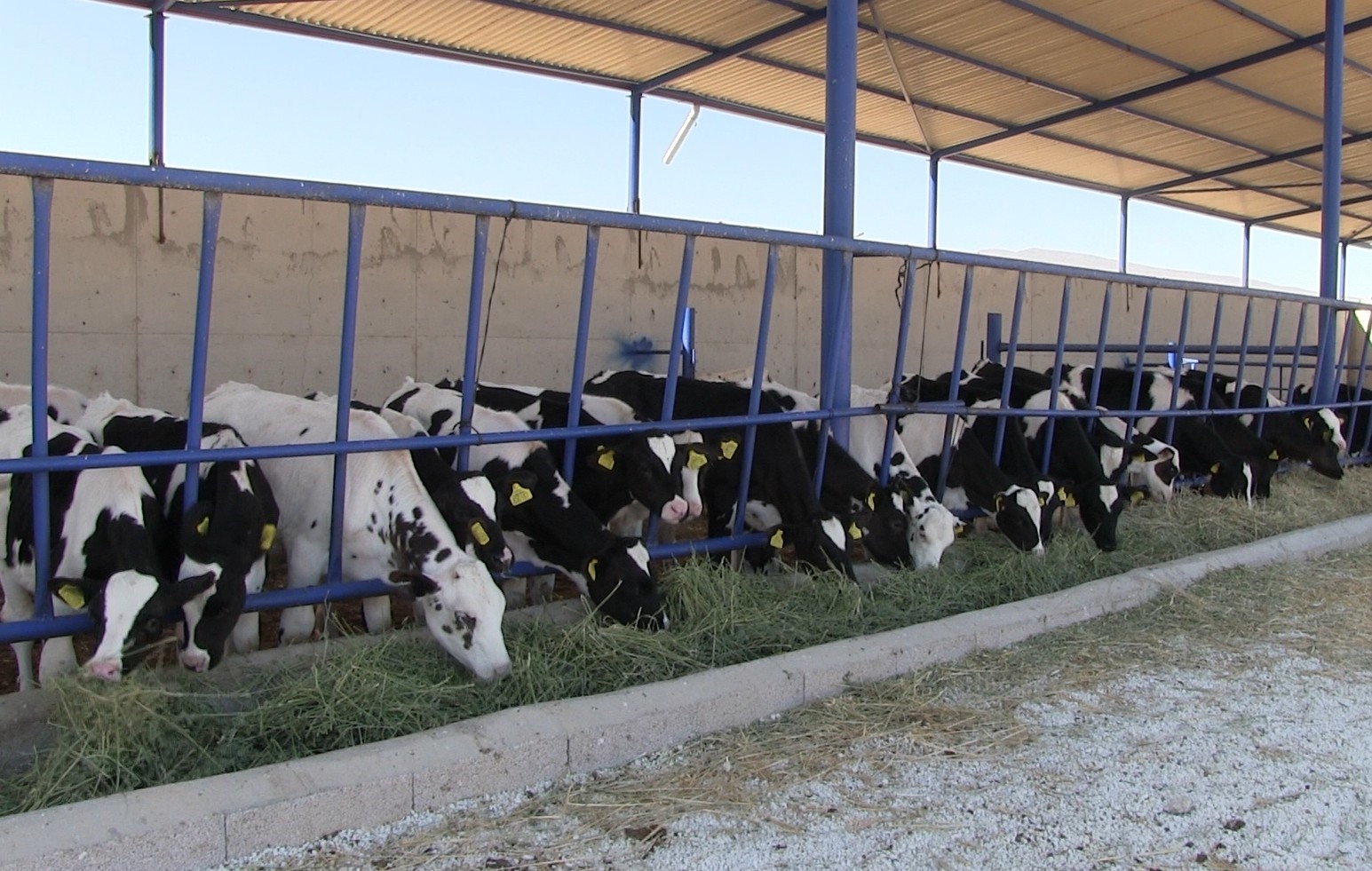 Niğde’nin Kiledere beldesi şap hastalığı nedeniyle karantinaya alındı