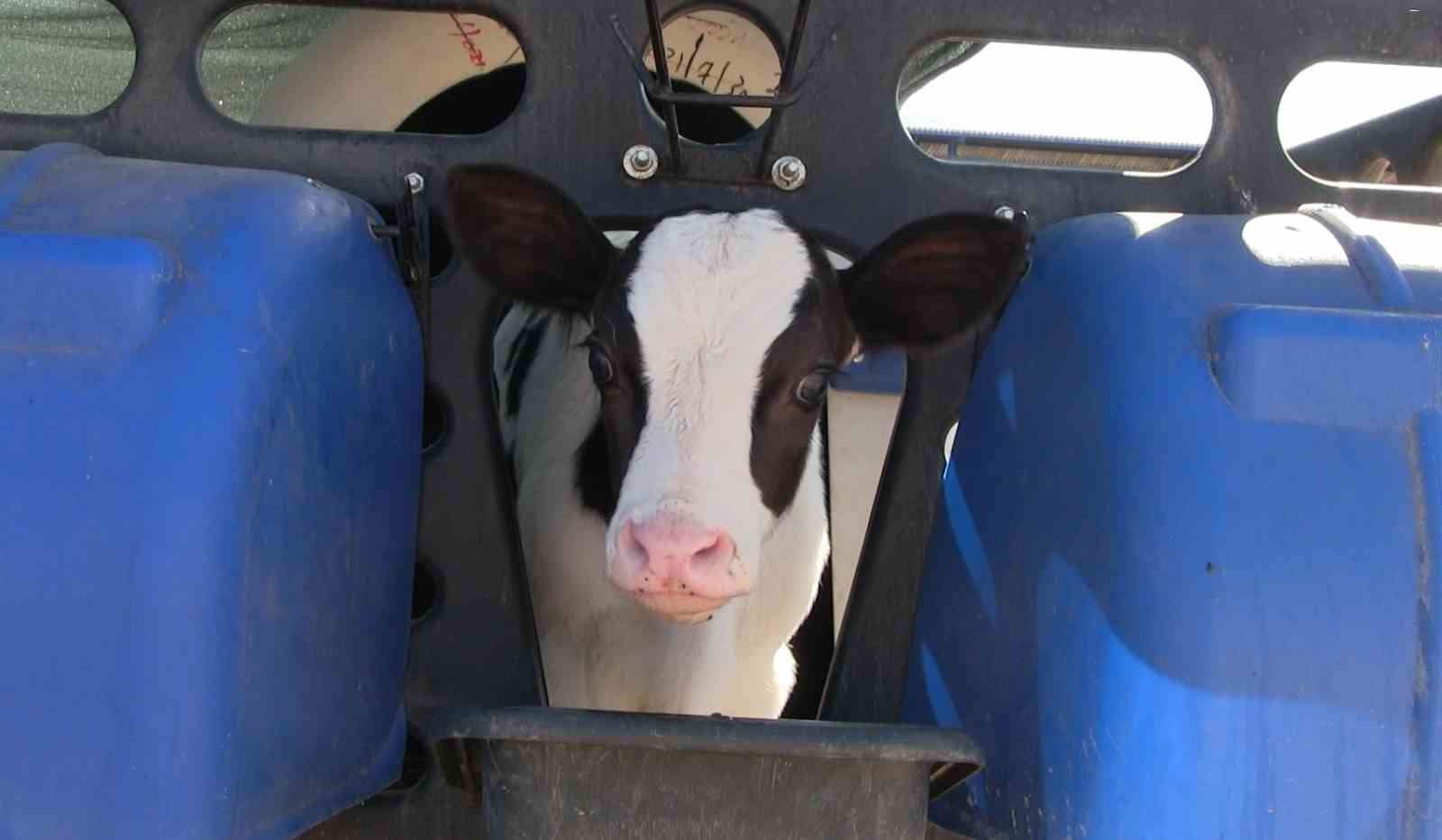 Niğde’nin Kiledere beldesi şap hastalığı nedeniyle karantinaya alındı