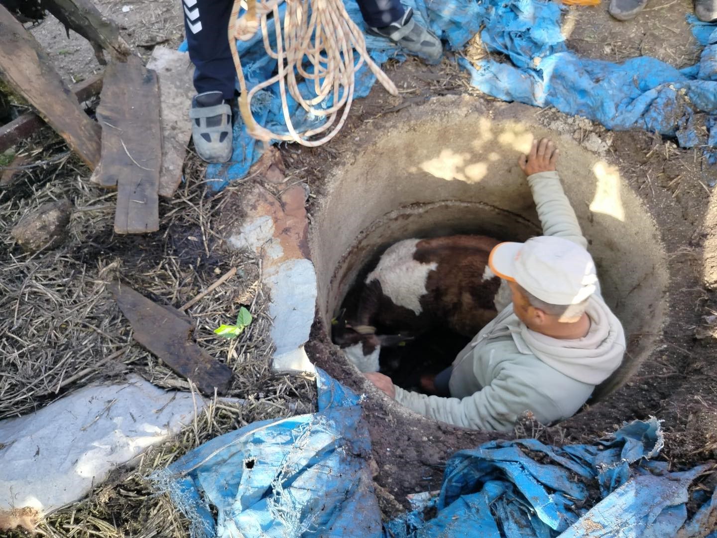 Kuyuya düşen buzağı zorlu çalışmayla kurtarıldı