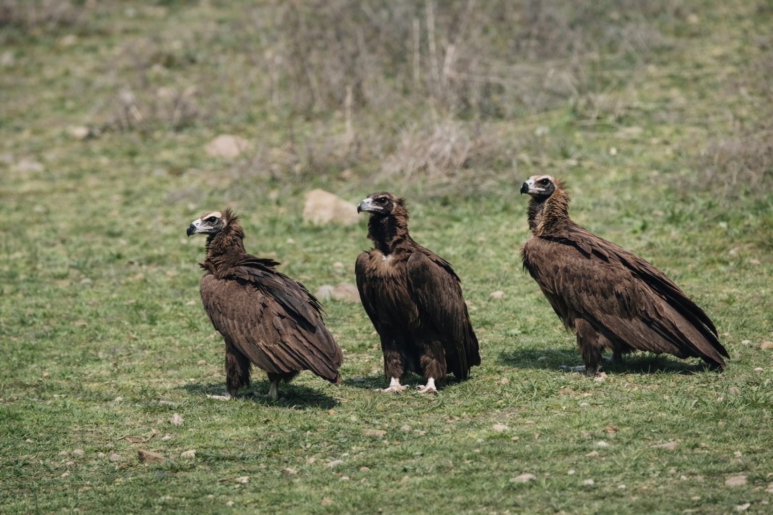 Dev kanatlar Kızılcahamam’da görüntülendi
