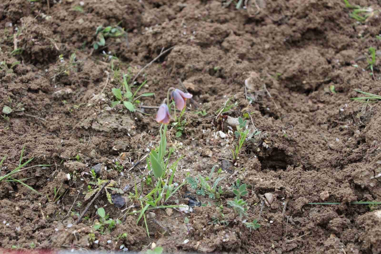 Gediz MYO kampüsünde sürpriz ’Ters Lale’