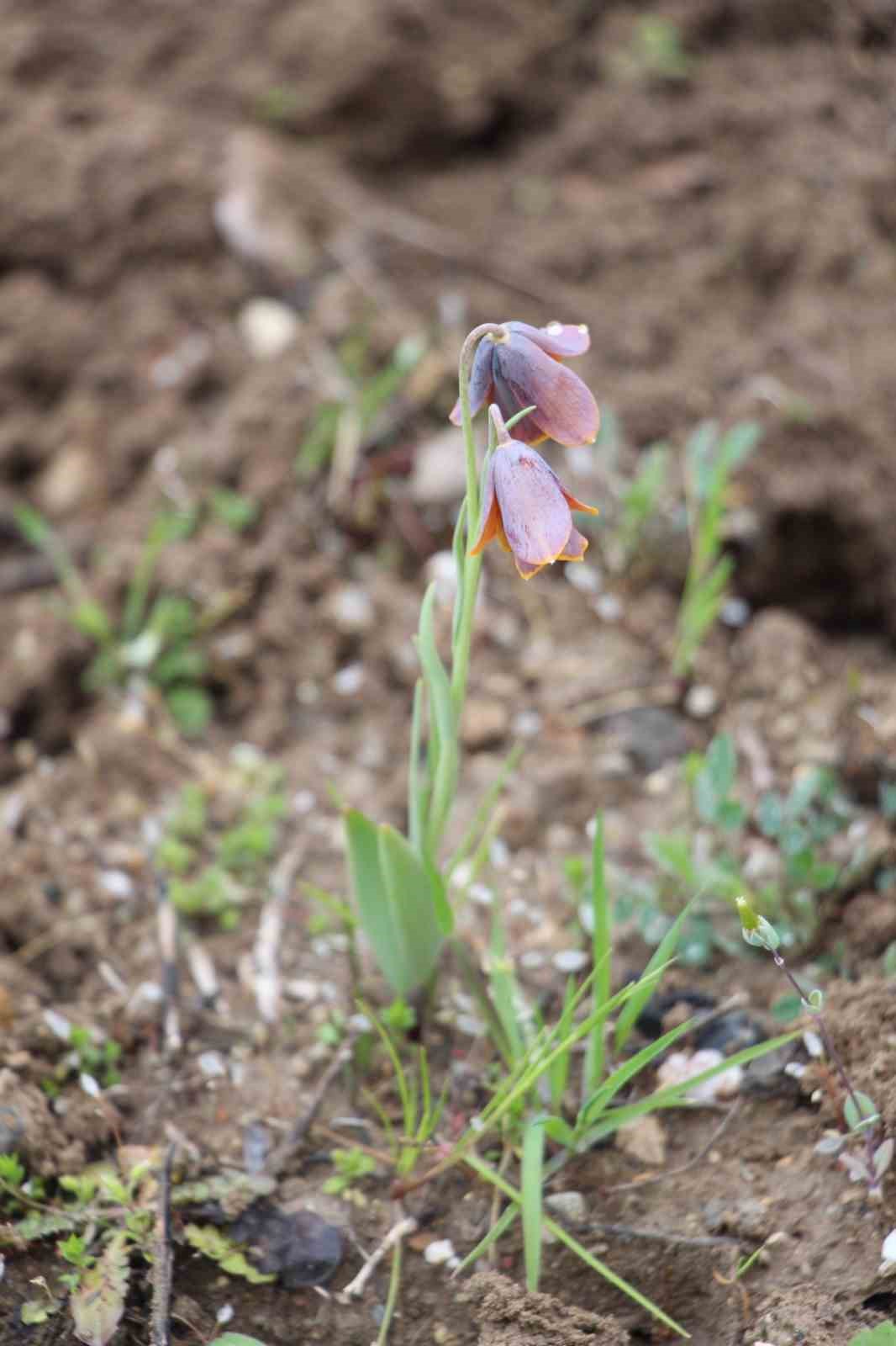 Gediz MYO kamp&uuml;s&uuml;nde s&uuml;rpriz &rsquo;Ters Lale&rsquo;
