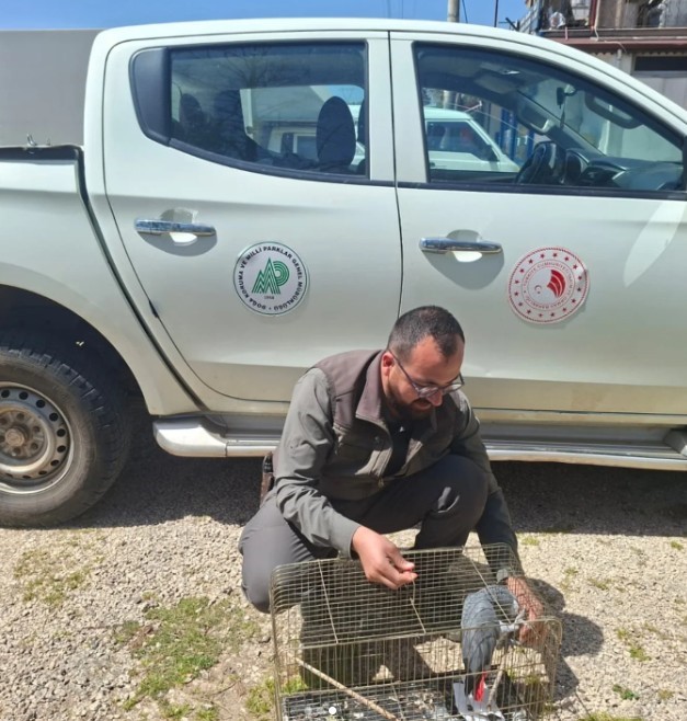 Antalya&rsquo;da belgesiz papağan bulunduran işletme sahibine 15 bin TL ceza
