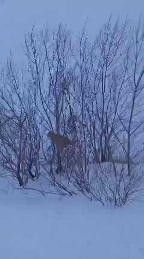 S&uuml;r&uuml;ye saldıran kurt kangal k&ouml;peği tarafından engellendi
