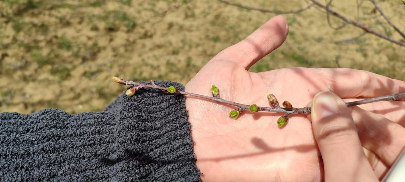 Şaphane&rsquo;de zirai don alarmı sonrası rahatlatan sonu&ccedil;
