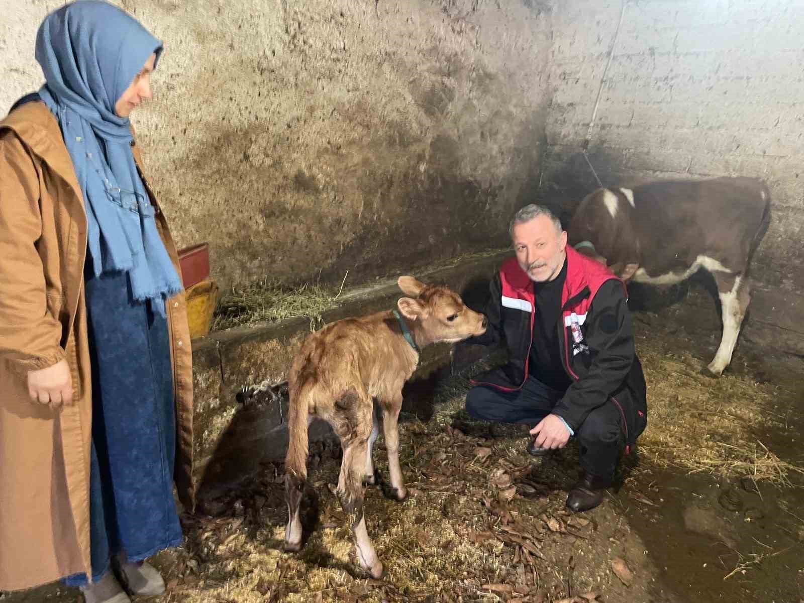 Danimarka ve Amerika&rsquo;dan getirildiler, Of&rsquo;a kısa s&uuml;rede uyum sağladılar
