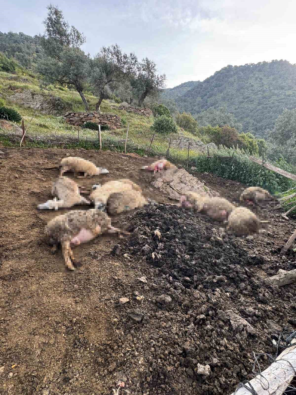 Aydın’da kurt saldırısı vatandaşları tedirgin etti