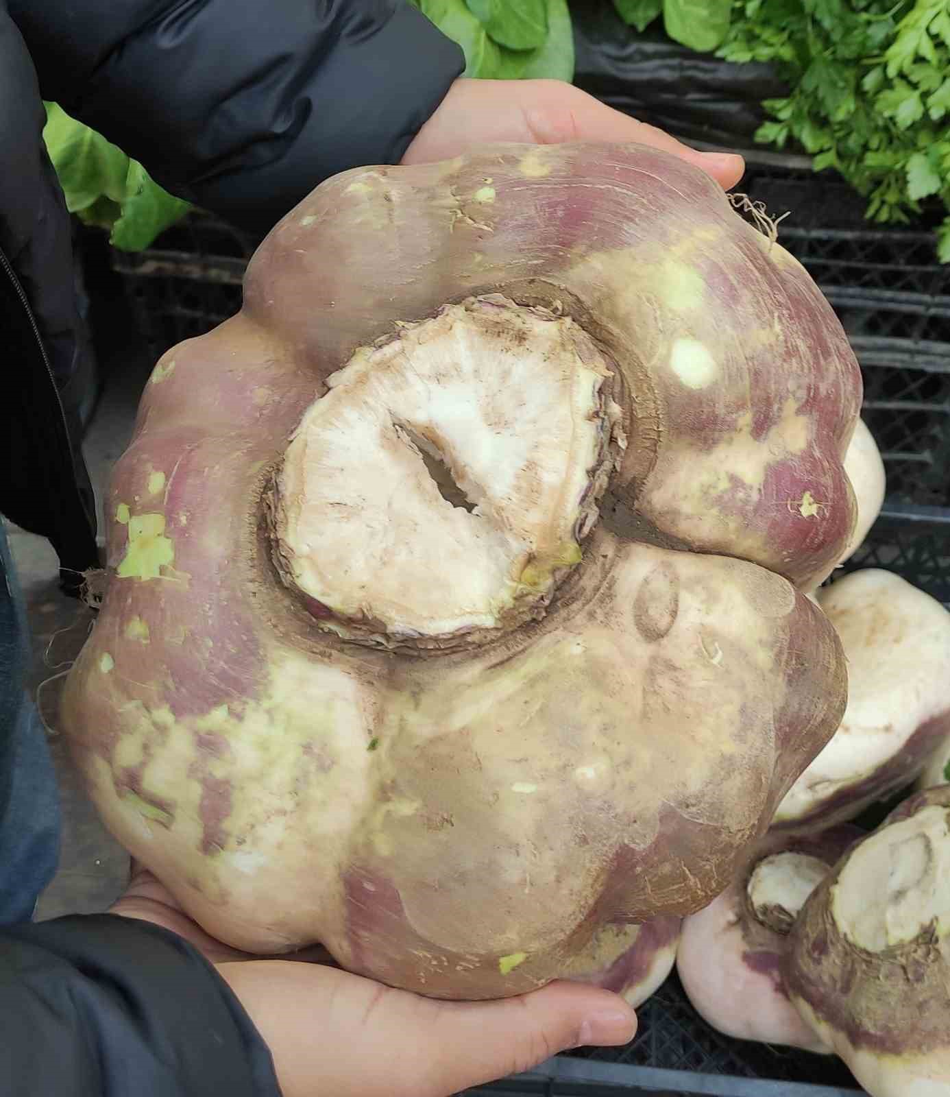 Batman’da dev turp görenleri şaşırttı