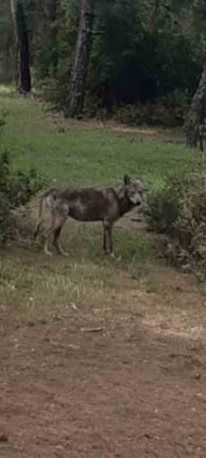 Buldan’da kurt bir kez daha görüldü