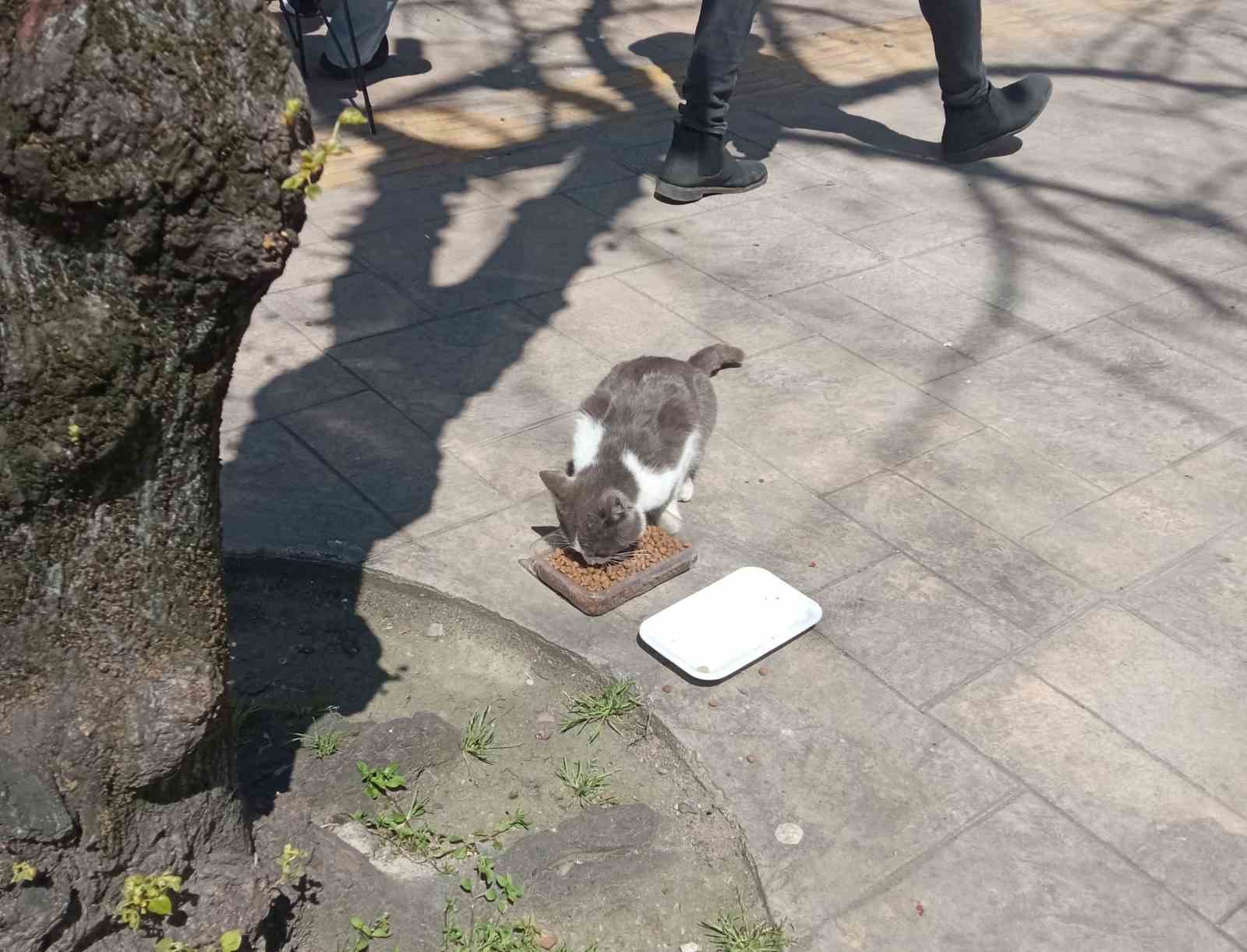 K&ouml;peklerden ka&ccedil;an kedinin imdadına itfaiye yetişti
