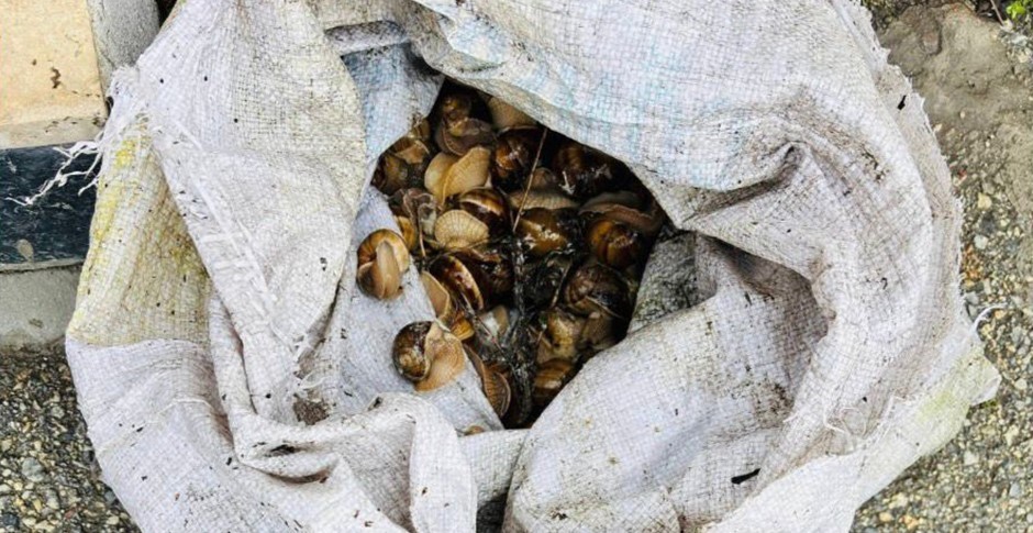 Bolu&rsquo;da ka&ccedil;ak toplanan 16 kilogram salyangoz ele ge&ccedil;irildi
