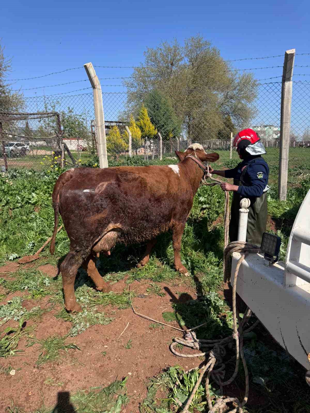 Şanlıurfa’da tahliye kanalına düşen 2 inek kurtarıldı
